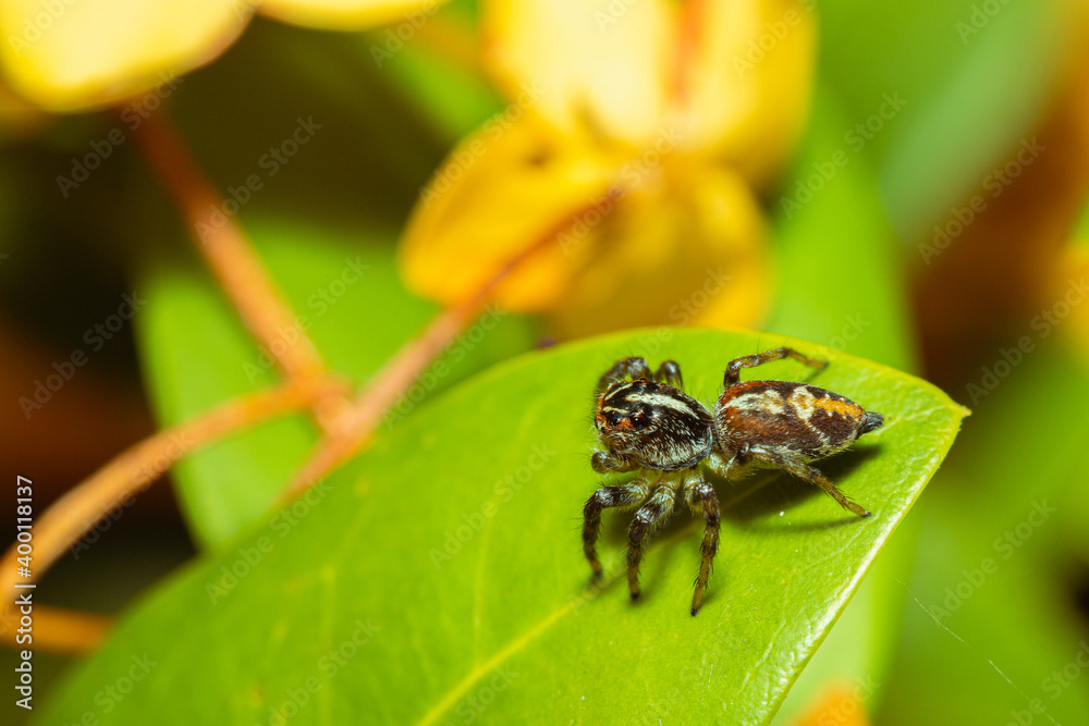 Jumping spider waiting for its prey on a leaf Jumping spider waiting for its prey on a leaf
