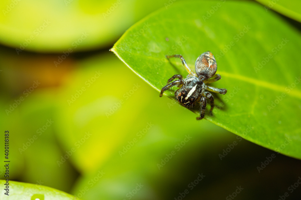 Jumping spider waiting for its prey on a leaf Jumping spider waiting for its prey on a leaf