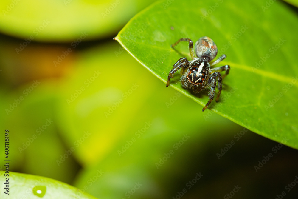 Jumping spider waiting for its prey on a leaf Jumping spider waiting for its prey on a leaf