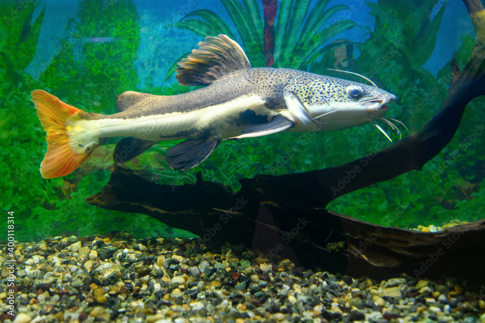 Red-tailed catfish in the aquarium. Redtail catfish (Phractocephalus hemioliopterus) Red-tailed catfish in the aquarium. Redtail catfish (Phractocephalus hemioliopterus)