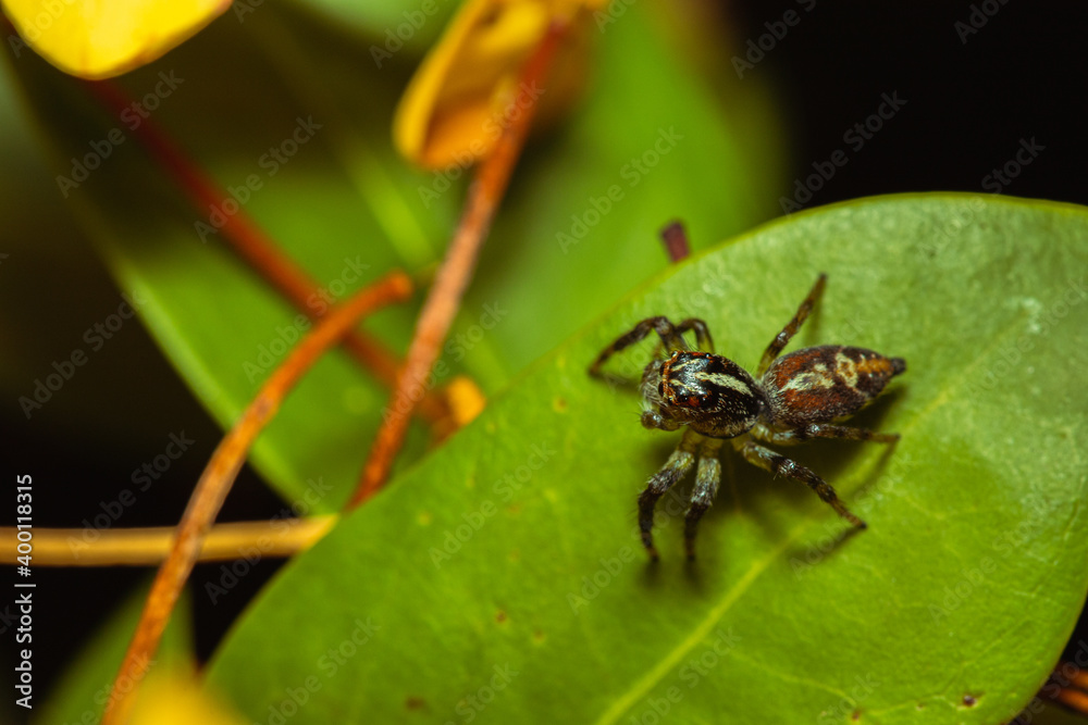 Jumping spider waiting for its prey on a leaf Jumping spider waiting for its prey on a leaf
