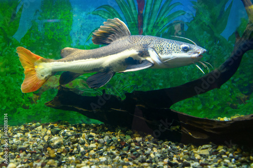 Red-tailed catfish in the aquarium. Redtail catfish  (Phractocephalus hemioliopterus)