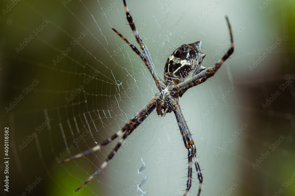 Argiope argentata, a.k.a. Silver Argiope spider lurking on its cobweb Argiope argentata, a.k.a. Silver Argiope spider lurking on its cobweb