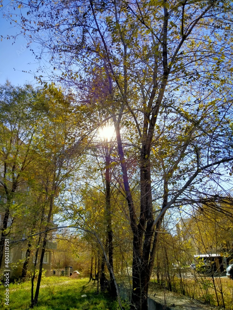 Naklejka premium солнце небо дерево лето