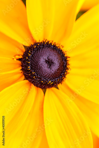 Collection of flowers  anthers and stigmas close up with shallow depth of field.