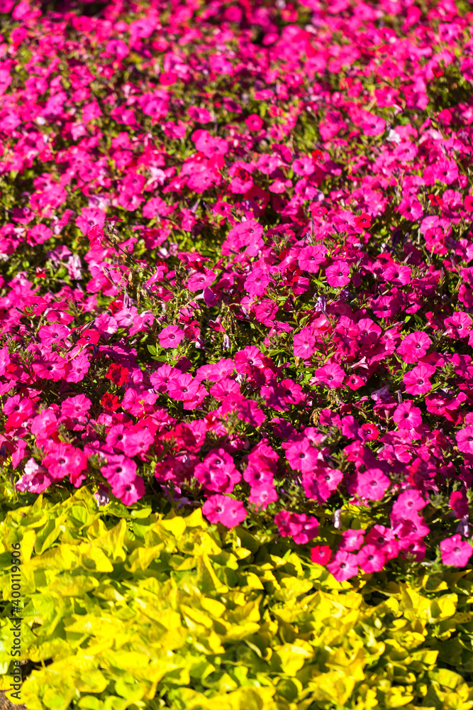 Obraz premium Collection of flowers, anthers and stigmas close up with shallow depth of field.
