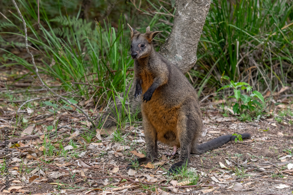 Obraz premium Black Wallaby Alert 