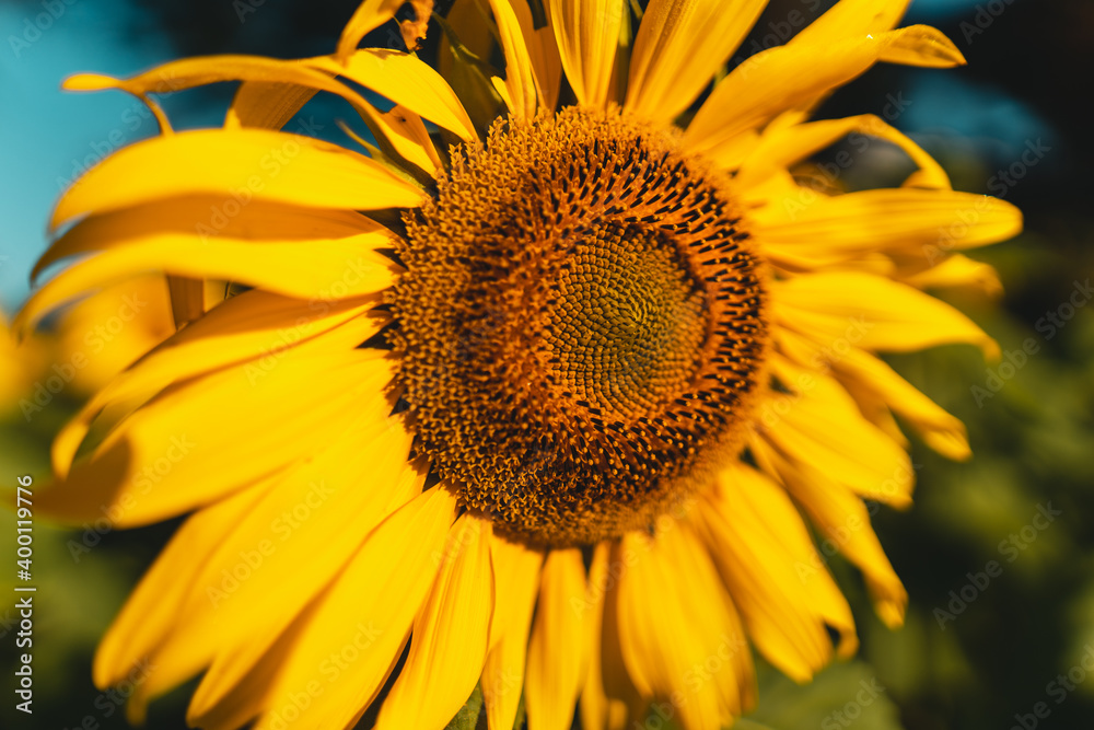 Naklejka premium Sunflower field in the morning on the mountain
