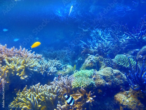 Fototapeta Naklejka Na Ścianę i Meble -  サンゴ礁と熱帯魚の風景
