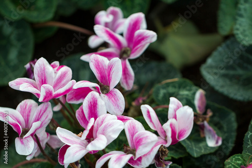 Collection of flowers, anthers and stigmas close up with shallow depth of field.
