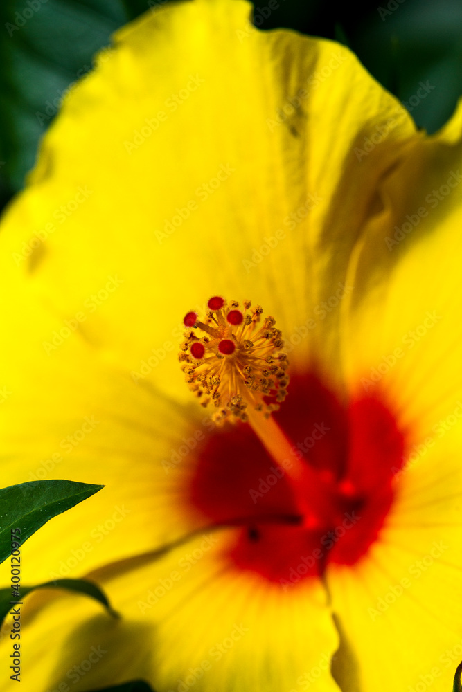 Collection of flowers, anthers and stigmas close up with shallow depth of field. Collection of flowers, anthers and stigmas close up with shallow depth of field.
