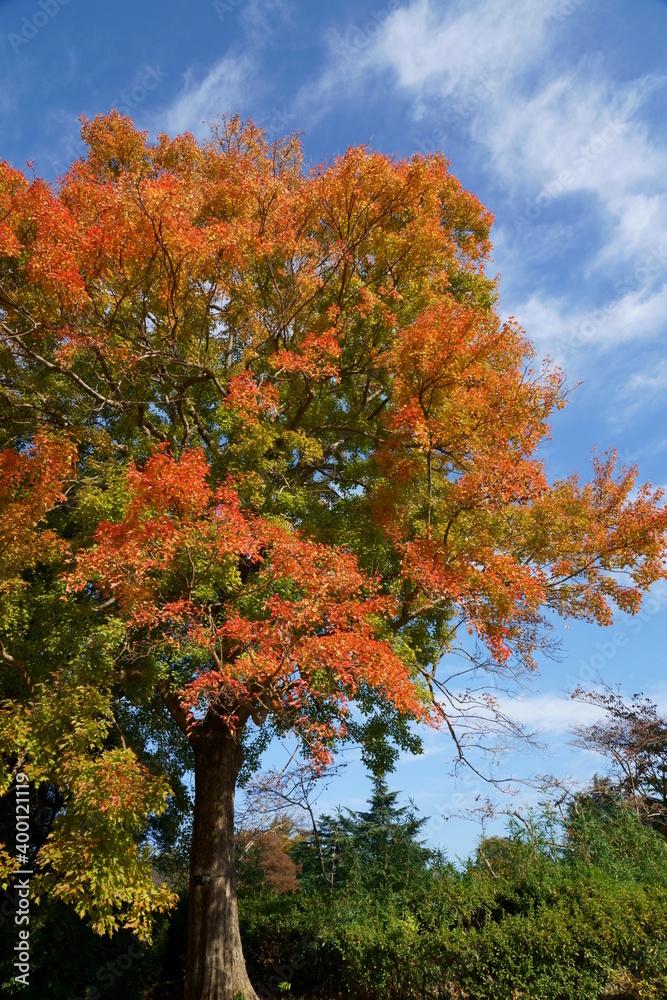 トウカエデの葉の秋のカラフルな彩り