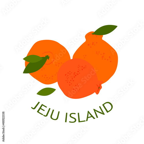 illustration with tangerines from Jeju island. Hallabong. Modern design for packaging, paper, cover, fabric, interior decor, souvenirs and clothes