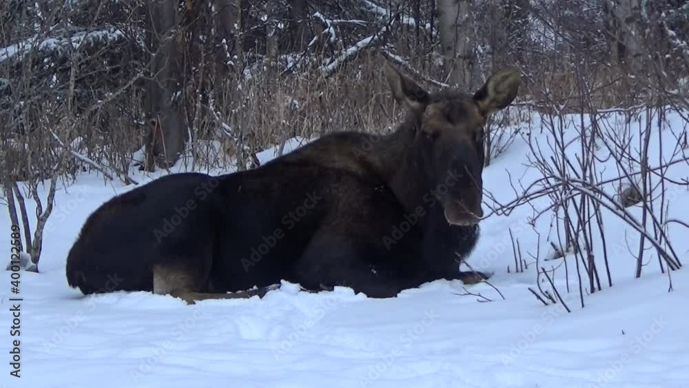 Alaskan bull moose resting in a forest snowbank Alaskan bull moose resting in a forest snowbank