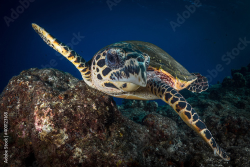 Hawksbill sea turtle swims above coral reef in tropical waters © Mike Workman