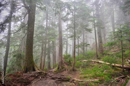 Pacific rainforest in fog. Dog Mountain trail in North Vancouver. British Columbia. Canada © aquamarine4