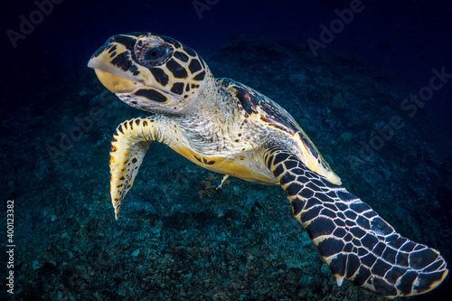 Hawksbill sea turtle swims above coral reef in tropical waters