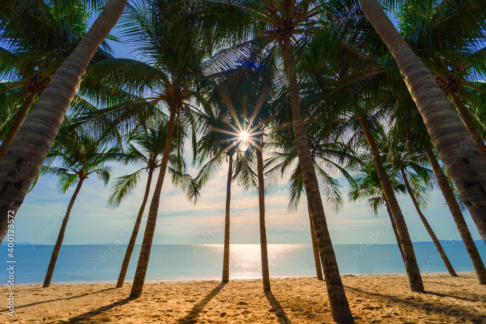 Obraz premium Tropical palm tree with sunlight on the beautiful beach.