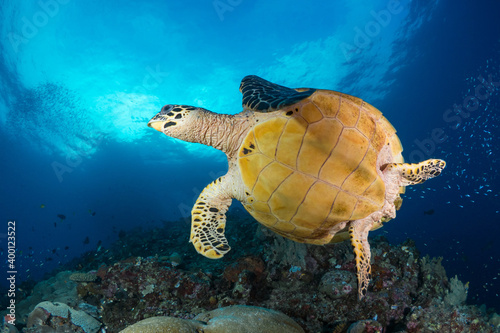 Female Hawksbill turtle swimming around coral reef with sun rays bursting through the shallow water