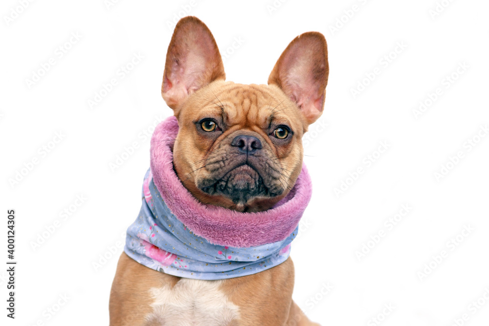 French Bulldog dog wearing warm loop scarf around neck to keep warm in cold temperatures isolated on white background
