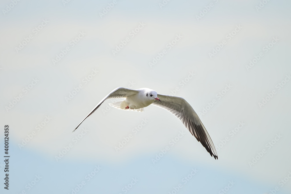 A seagull is flying by the sea
A seagull is flying by the sea