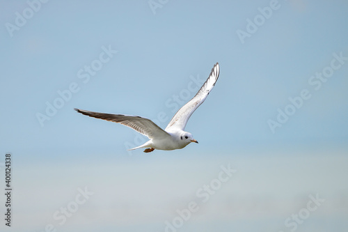 A seagull is flying by the sea