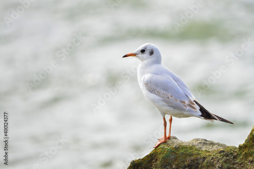 A white seagull stands on a stone by the sea
