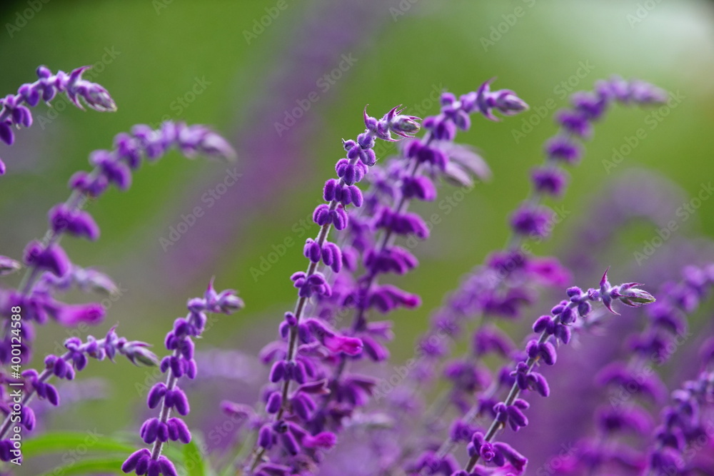 紫色のセージの美しい花 Stock 写真 | Adobe Stock