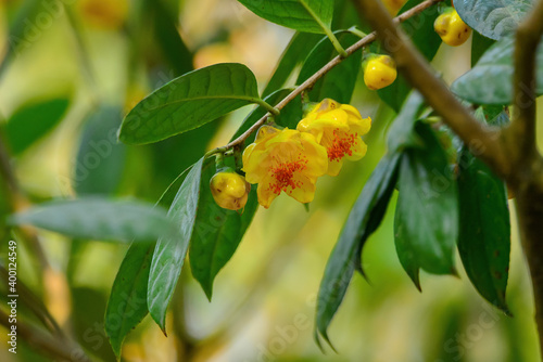A bunch of yellow camellia flowers on the tree
