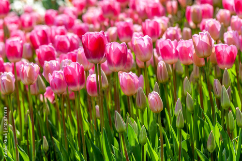 idyllic field of pink tulips