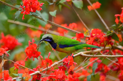 The bird resting on the branch is the male Orange-bellied Leafbird 