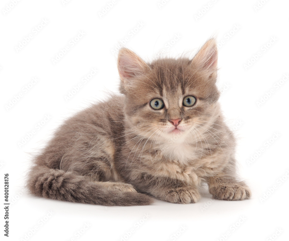 Obraz premium Little gray kitten lies.