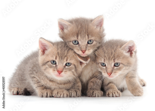 Three baby kittens.