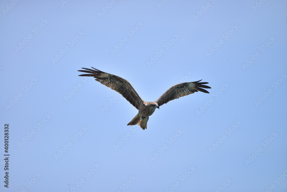Black kite (Milvus migrans) flying in blue Sky
Black kite (Milvus migrans) flying in blue Sky
