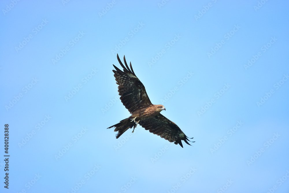 Black kite (Milvus migrans) flying in blue Sky
Black kite (Milvus migrans) flying in blue Sky