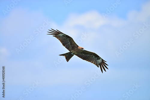 Black kite  Milvus migrans  flying in blue Sky 