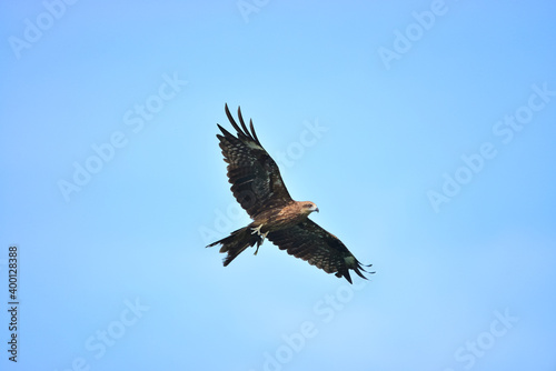 Black kite  Milvus migrans  flying in blue Sky 