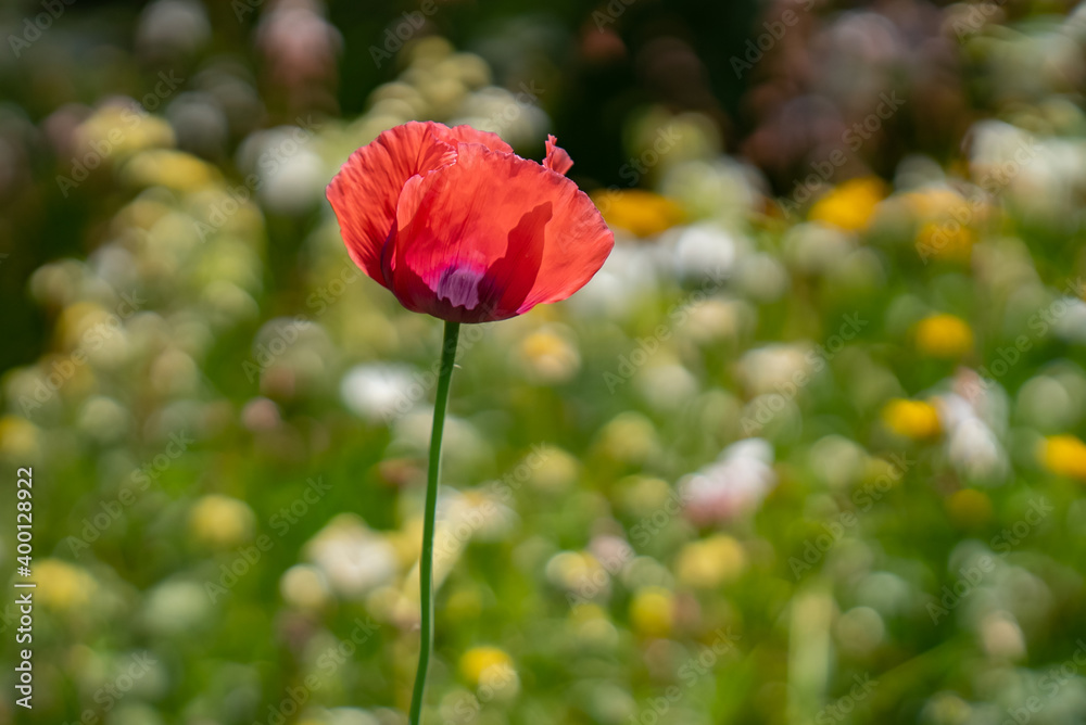 Obraz premium Beautiful scarlet poppy with blurred flowers in background.