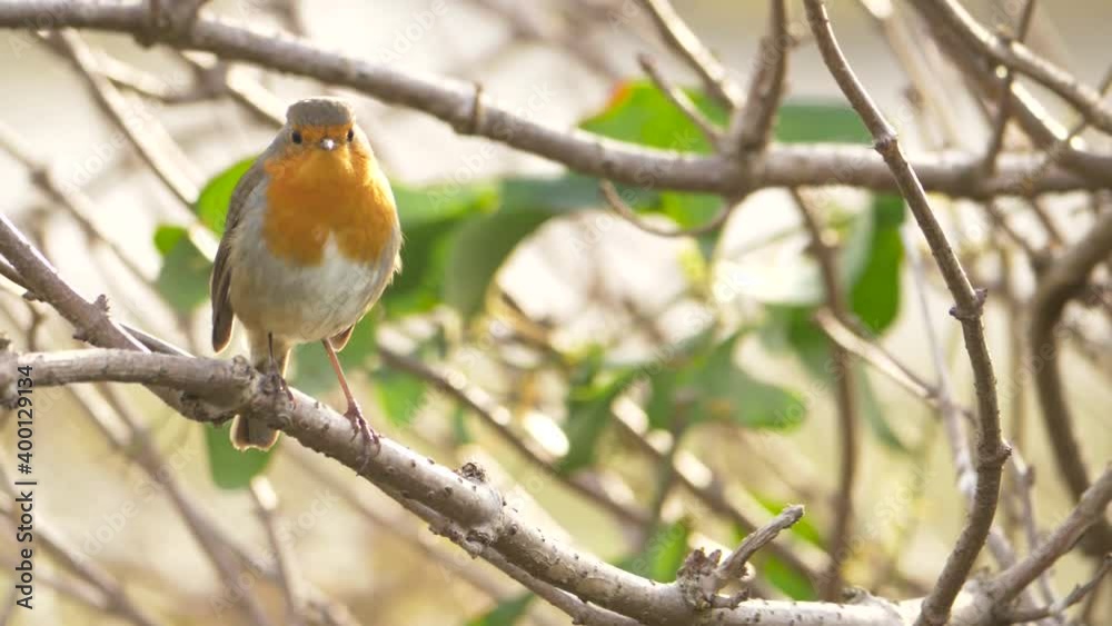 bonito pajaro naranja, petirrojo, posado en una rama y cantando, en un día luminoso soleado bonito pajaro naranja, petirrojo, posado en una rama y cantando, en un día luminoso soleado