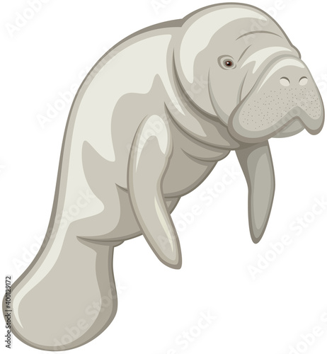 Vector illustration of a manatee against a white background. photo