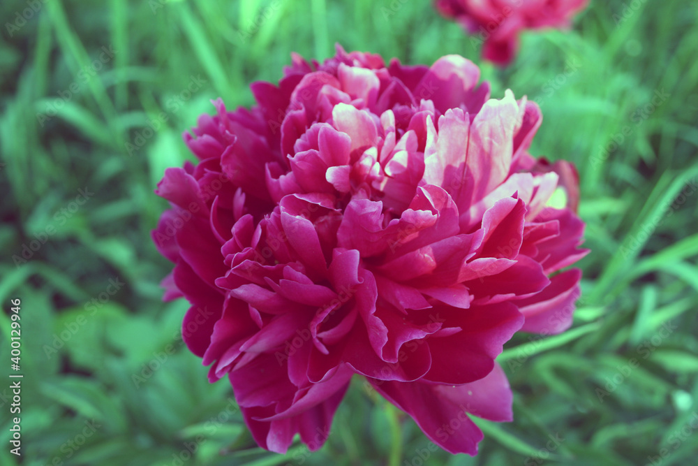 Red garden flower on a background of greenery. Red garden flower on a background of greenery.
