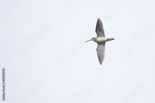 Common Snipe - Bekassine - Gallinago gallinago, Germany (Niedersachsen) photo