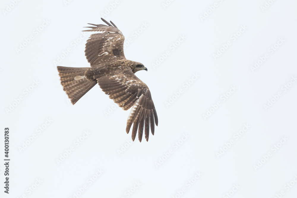 Obraz premium (Eastern) Black Kite - Schwarzmilan - Milvus migrans ssp. lineatus, Russia (Baikal), 2nd cy.