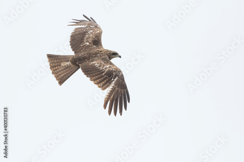 (Eastern) Black Kite - Schwarzmilan - Milvus migrans ssp. lineatus, Russia (Baikal), 2nd cy.