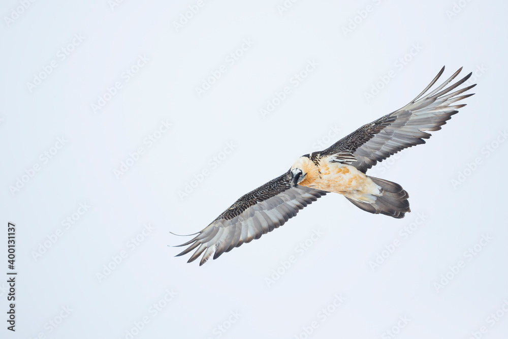 Obraz premium Lammergeier - Bartgeier - Gypaetus barbatus ssp. barbatus, Switzerland, adult
