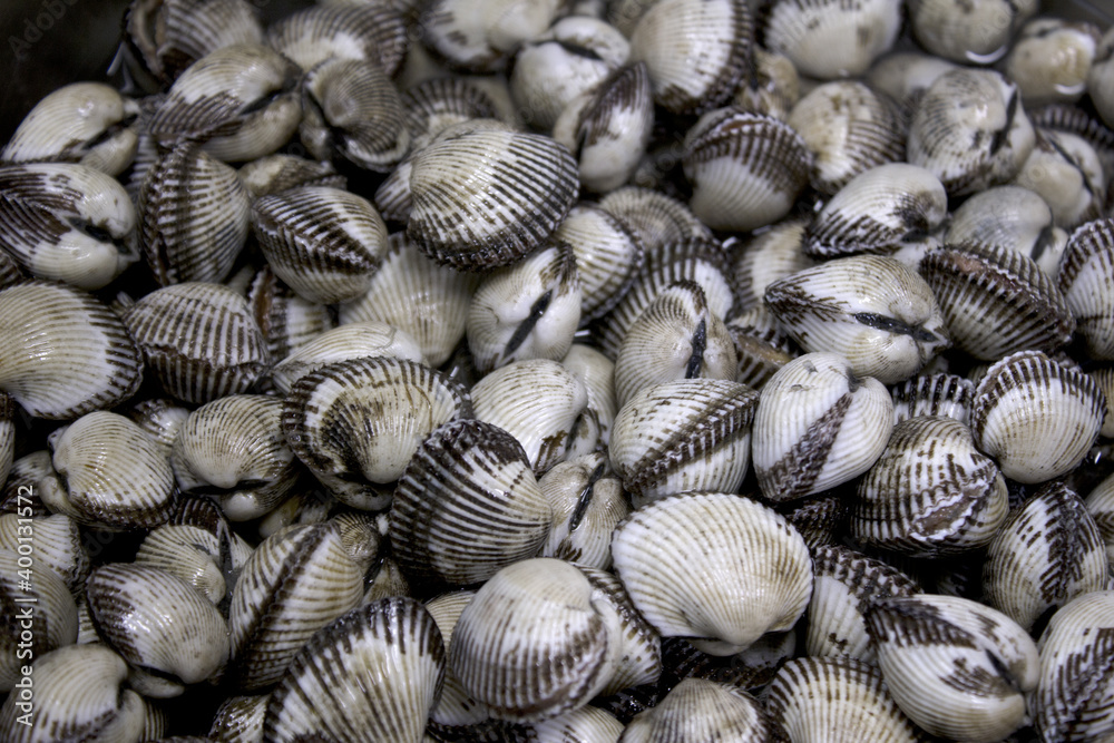 Cockles clams lays on top of each other. Crisp picture of cockle clams nature and fresh seafood Cockles clams lays on top of each other. Crisp picture of cockle clams nature and fresh seafood