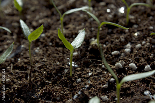 Young plant in the soil