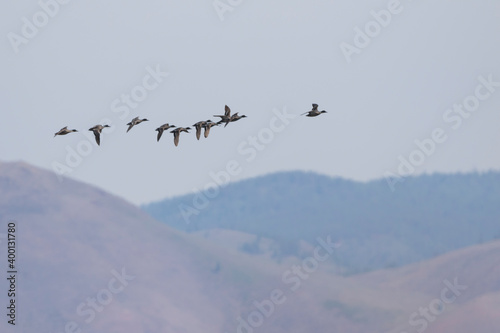 Falcated Duck - Sichelente - Mareca falcata, Russia (Burjatia), adult, male