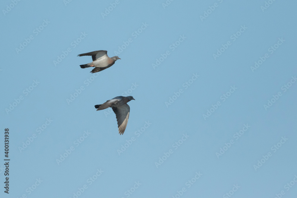 Stock Dove - Hohltaube - Columba oenas ssp. oenas, Romania, adult Stock Dove - Hohltaube - Columba oenas ssp. oenas, Romania, adult