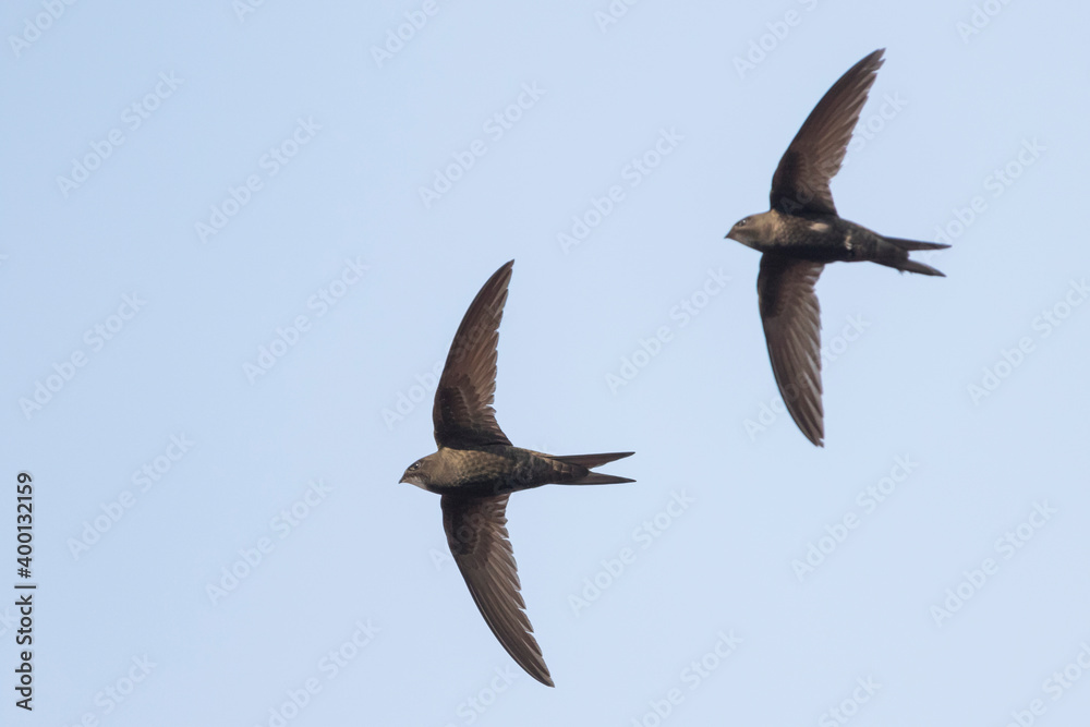Common Swift - Mauersegler - Apus apus ssp. apus, Germany (Baden-Württemberg), adult